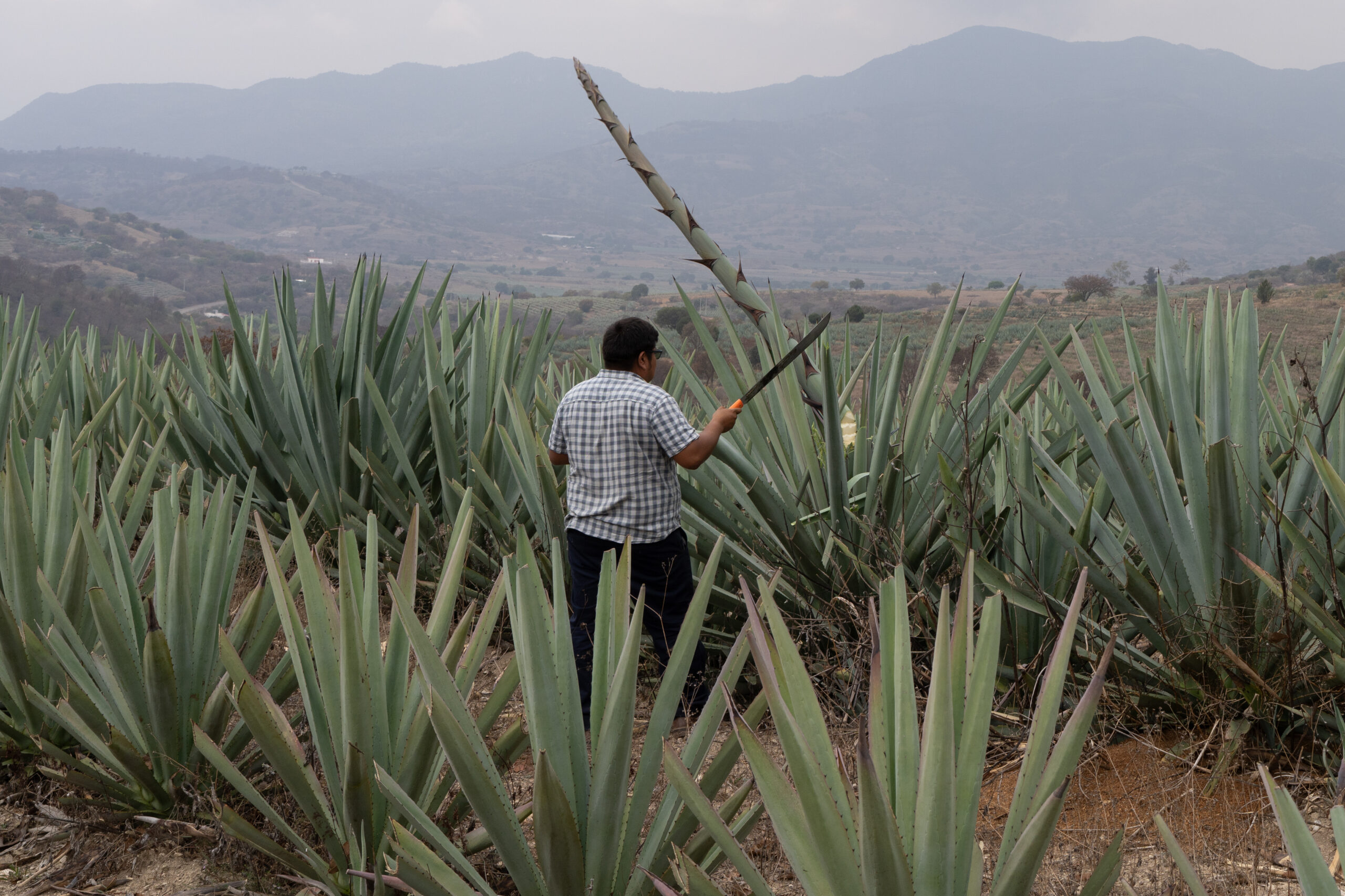 Montañas de Oaxaca como paisaje de llegada