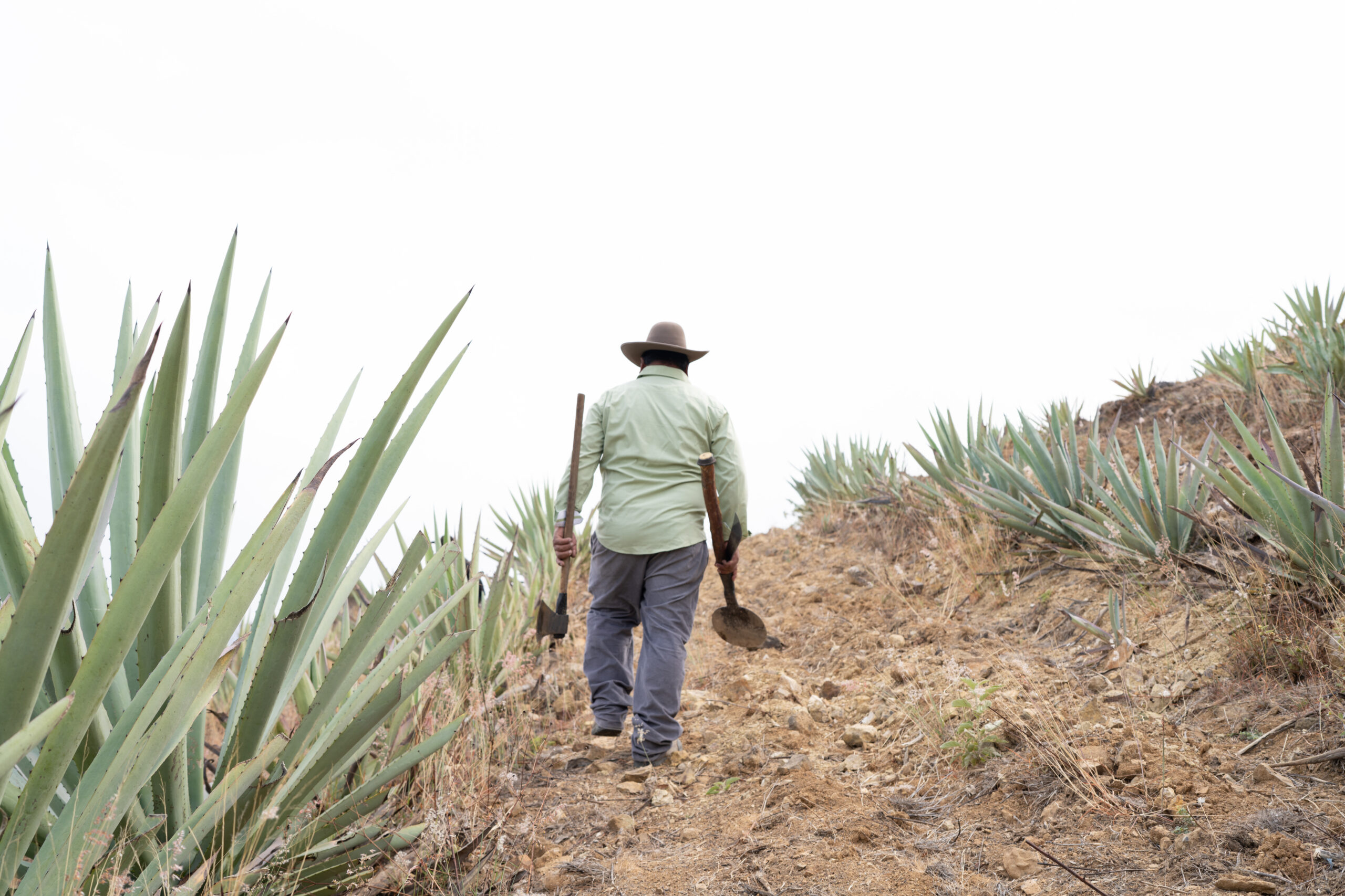 Camino entre agaves como símbolo de avance en Siete Sueños