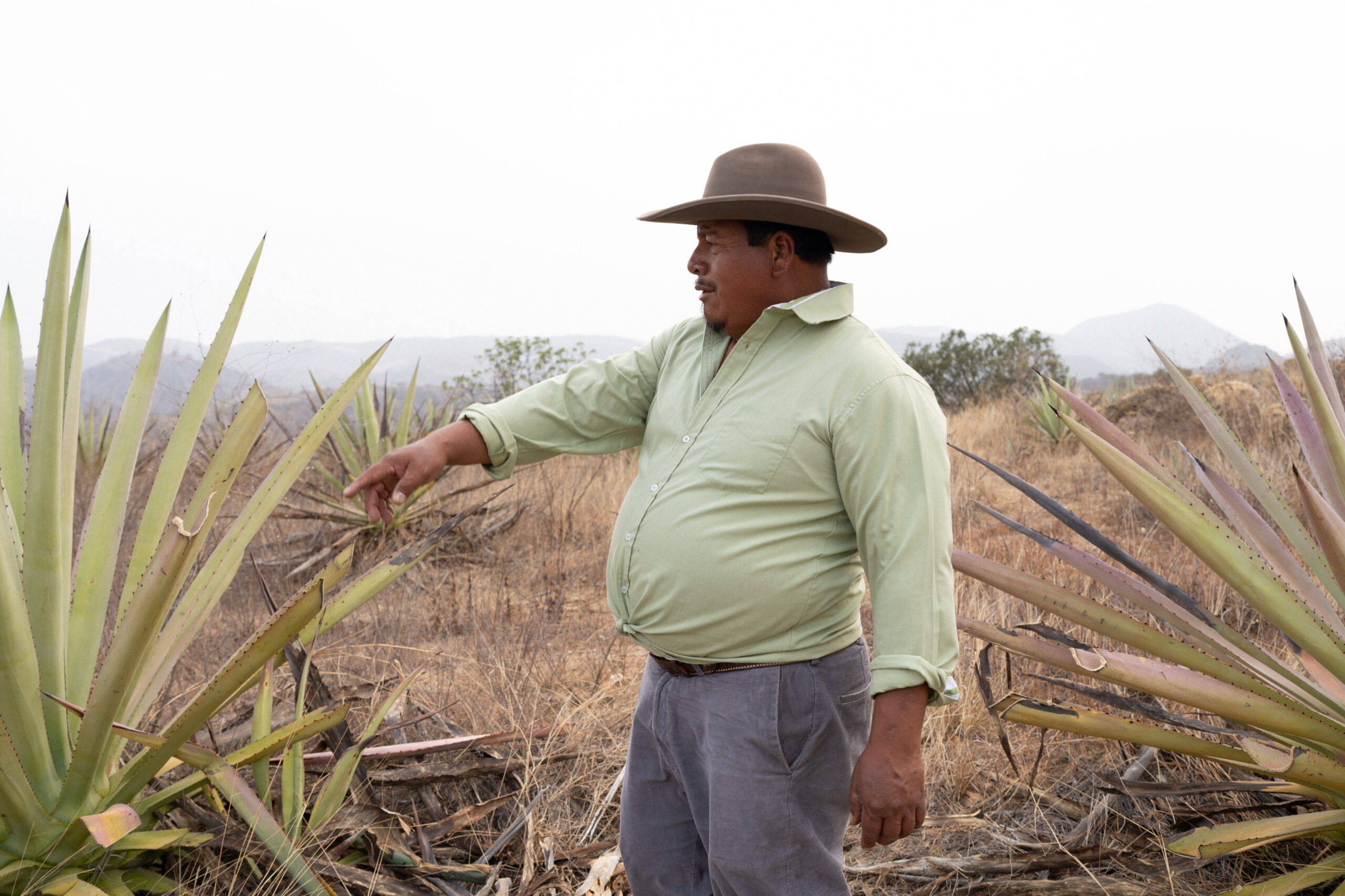 Oficio y agave