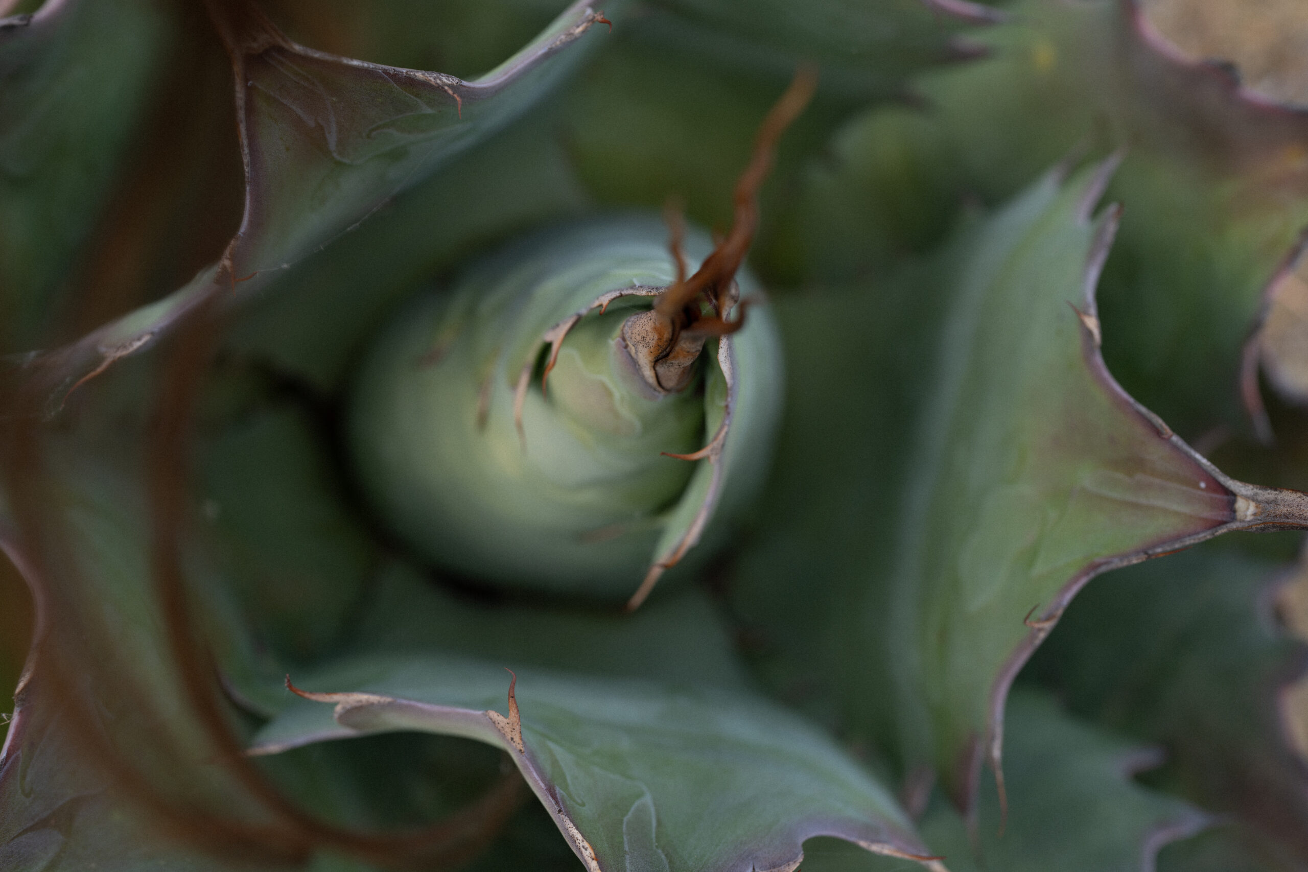 Agave Madrecuixe como presencia del primer sueño de Siete Sueños